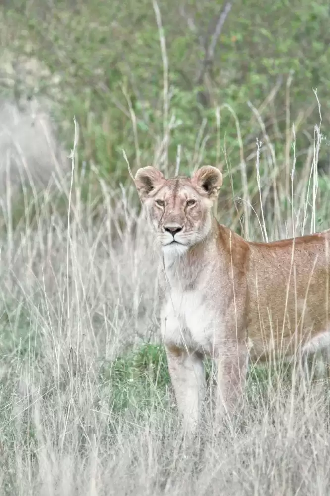 Laba Laba - Parc National de Ruaha