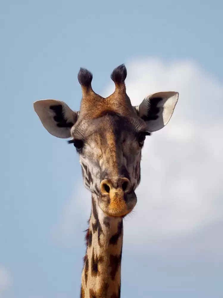 Laba Laba - Parc National de Ruaha