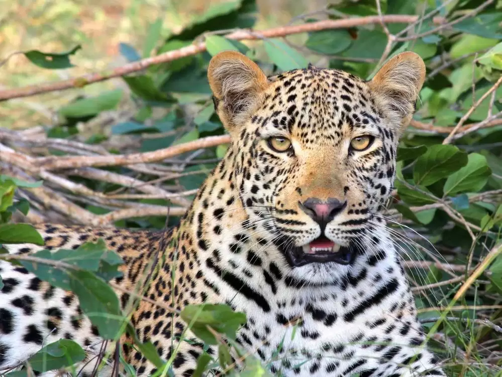 Laba Laba - Parc National de Ruaha