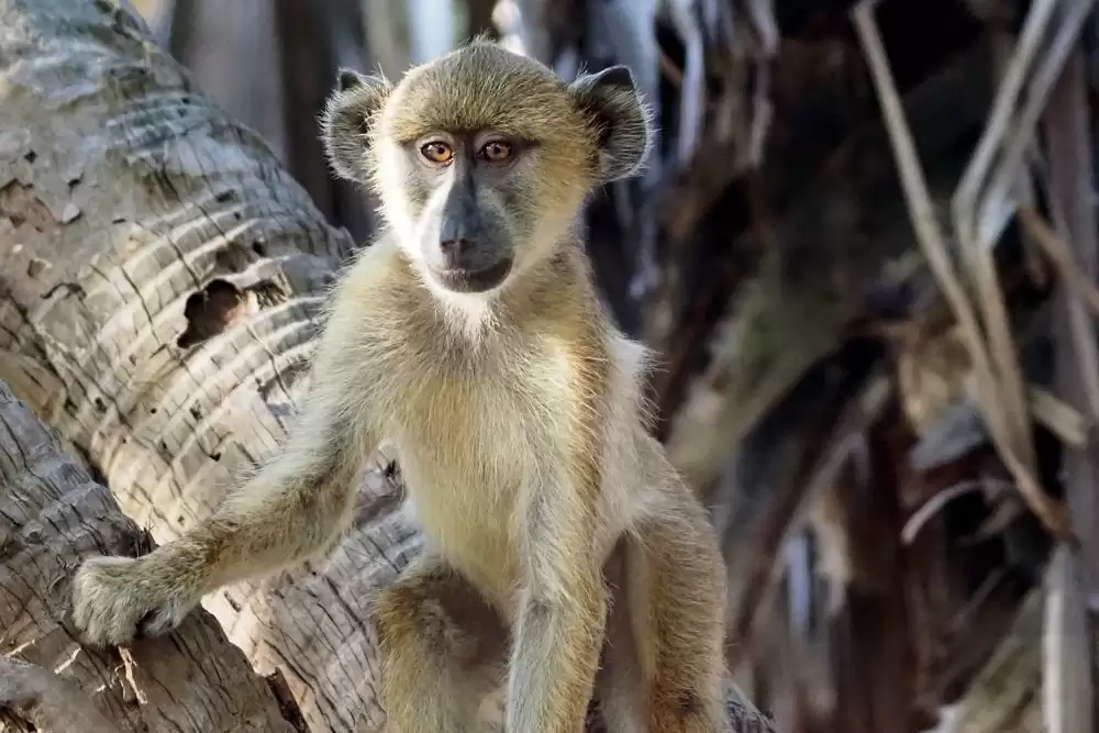 Laba Laba - Parc National de Nyerere